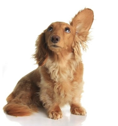Βαρηκοΐα στους σκύλους Συστήματα Ακοής
